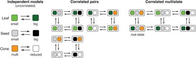 Neontological and paleontological congruence in the evolution of Podocarpaceae (coniferales) reproductive morphology